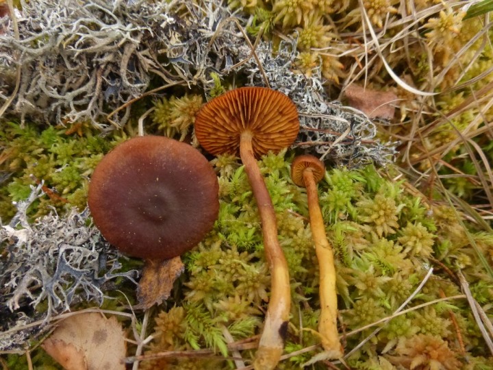 Dermocybe.JPG