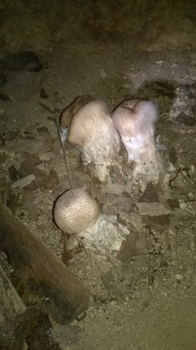 Scleroderma verrucosum (1)_modif.jpg