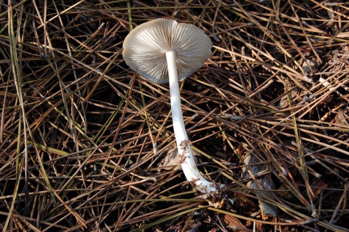 Pluteus sp (2)_modif.JPG