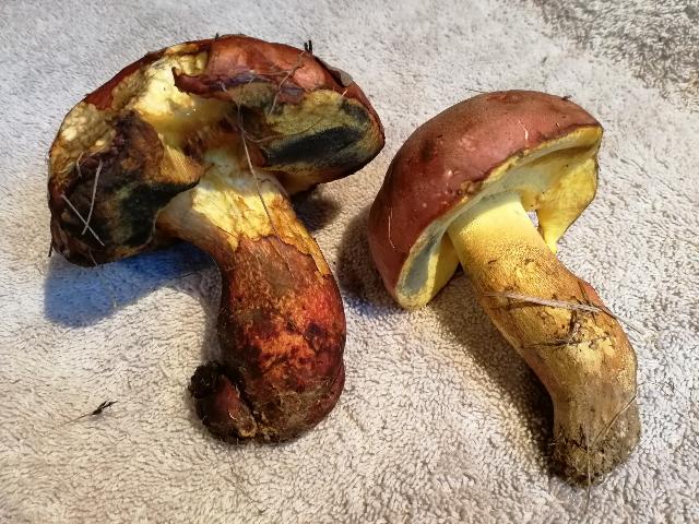 Bolet.jpg