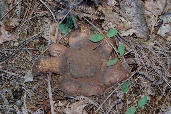 Astraeus hygrometricus (1)_modif.JPG