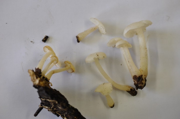 Lactocollybia sp.
