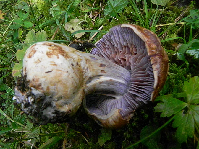 DSCN9609b.JPG
