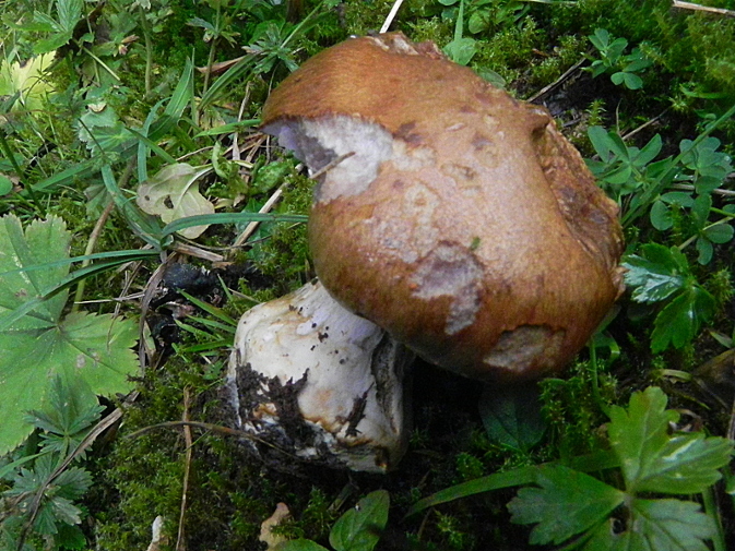 DSCN9610b.JPG