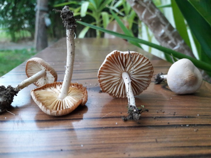 de près