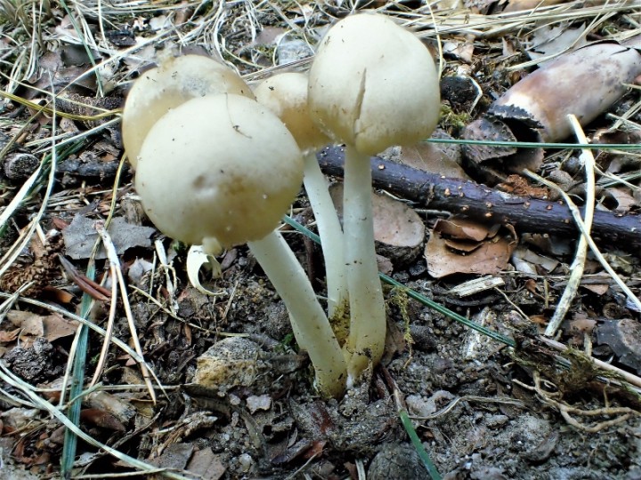 P8163407 (800x600).jpg