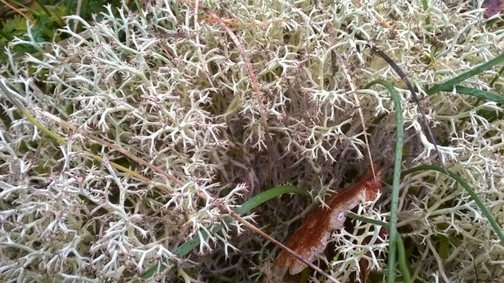 Cladonia sp (2)_modif.jpg