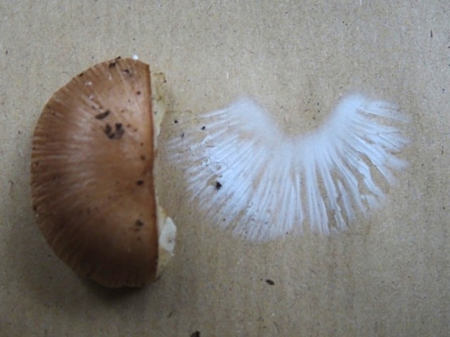 DSC02127.jpg