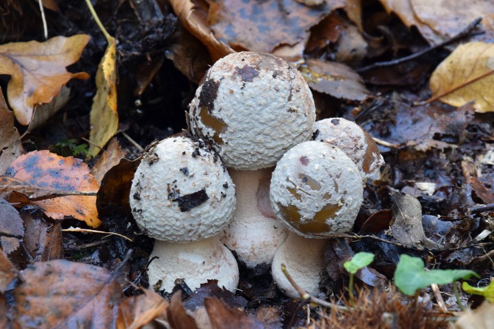 DSC_0477.jpg