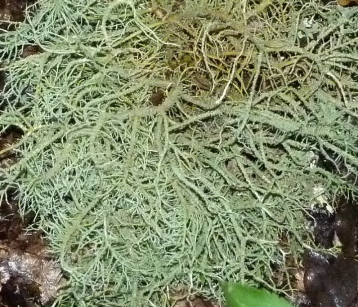 Usnea sp (2)_modif2.jpg