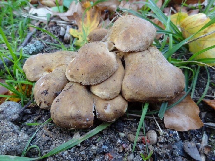 TAPINELLA PANUOIDES (800x600).jpg