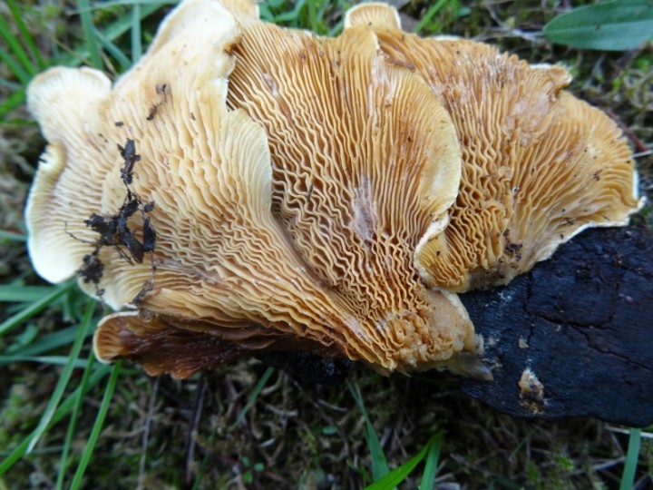 TAPINELLA PANUOIDES - Copie (800x600).jpg