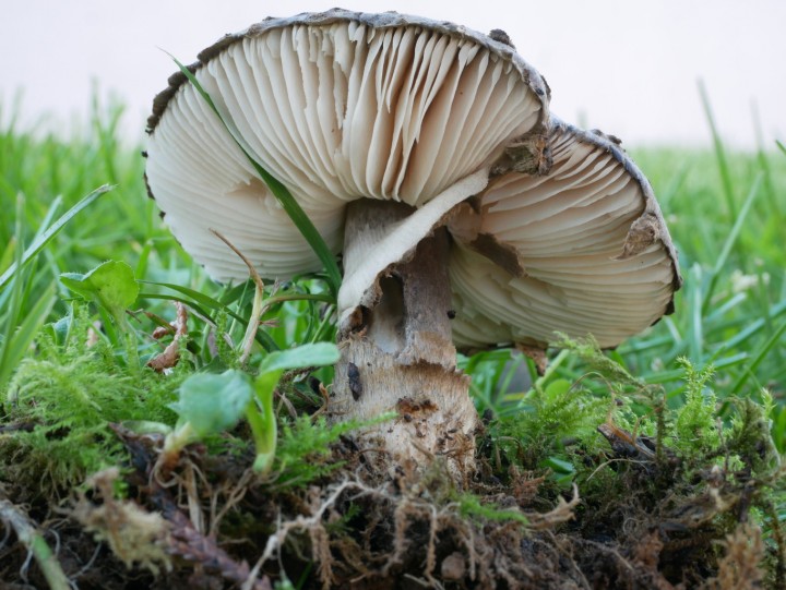 Amanita inopinata 2 resized.jpg