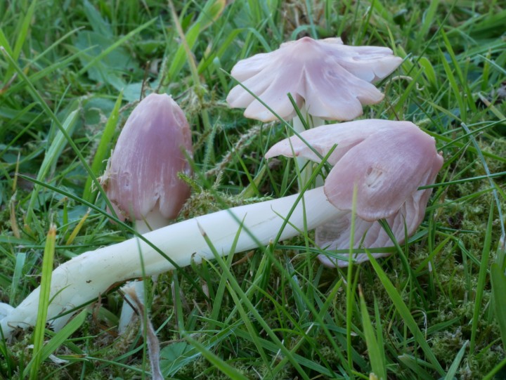 Porpolomopsis calyptriformis.jpg
