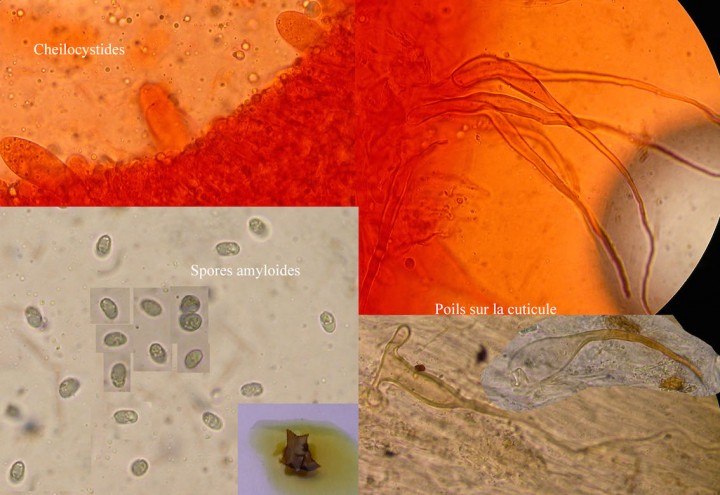 Clitocybula lenta micro.jpg