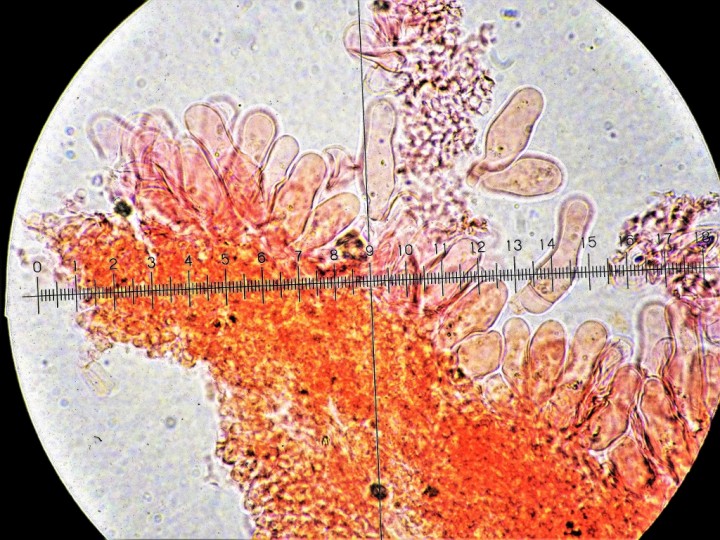 DSC00621 (1024x768).jpg