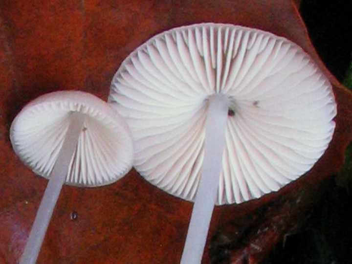 lames mycena.jpg
