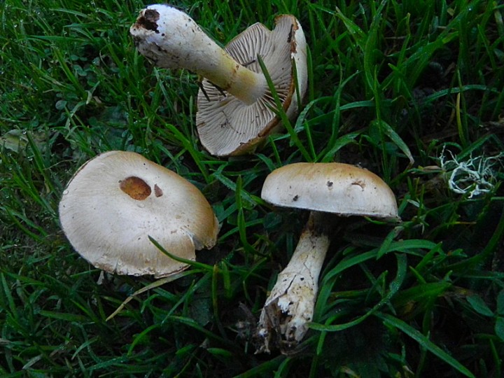DSCN9779b.JPG
