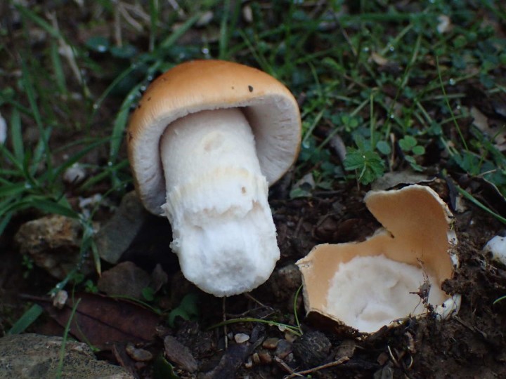 Amanita cracera var. subnudipes (1).JPG