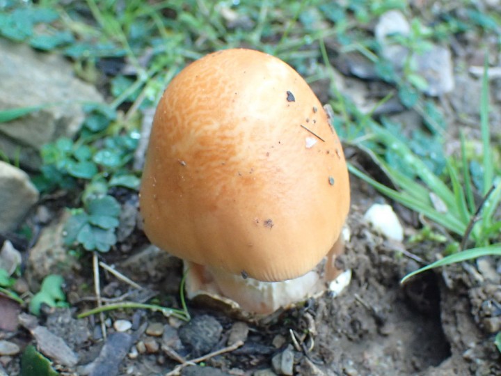 Amanita cracera var. subnudipes (2).JPG