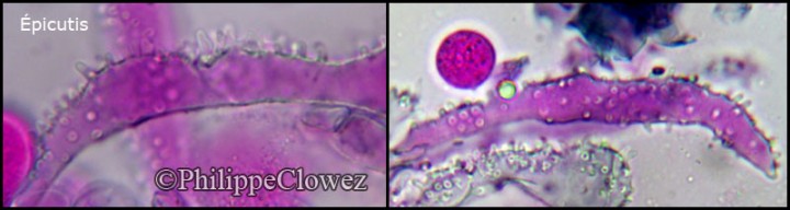 Mycena_pseudocorticola_PC2.jpg