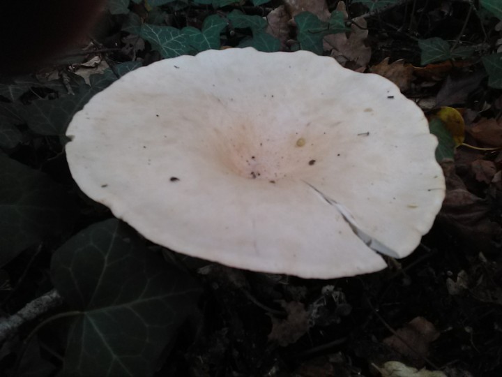 clytocybe_dessus.jpg