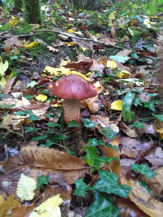 bolet 1.jpg
