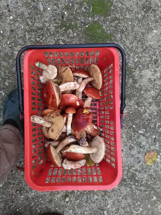 bolet_panier_nov2018.jpg