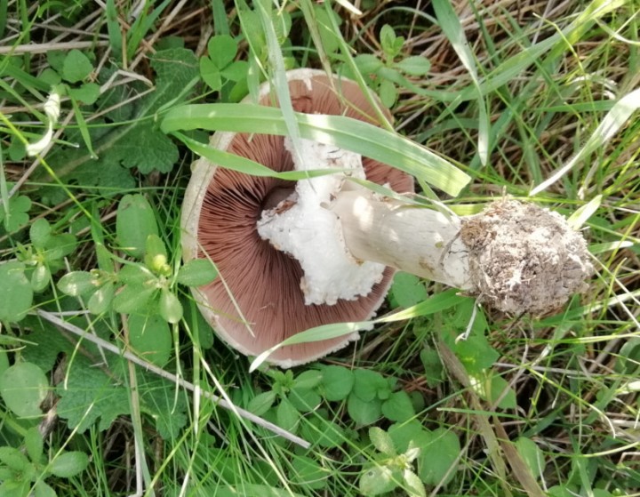 le meme champignon que la premiere image mais 3 jours apres.