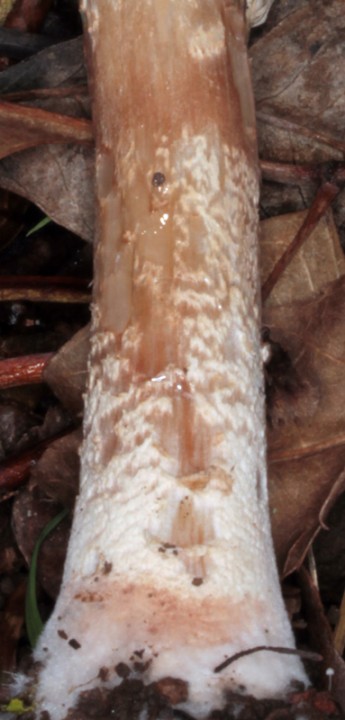Lepiota procera red 4.jpg