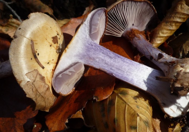 L1330146 (copie 1).JPG