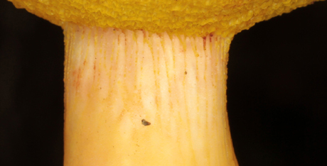 Xerocomus sp  Anjou red 5.jpg