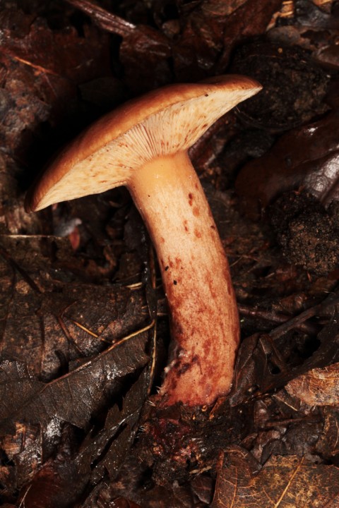 Lactarius sp 1 red 2.jpg