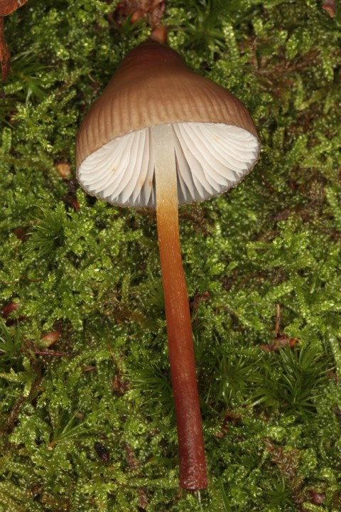 Mycena sp 4 red 3.jpg