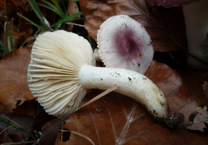 L1330247 (copie 1).JPG