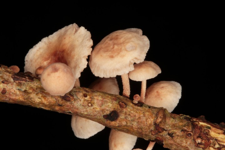 Mycena sp 5 red 1.jpg