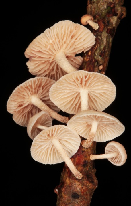 Mycena sp 5 red 2.jpg