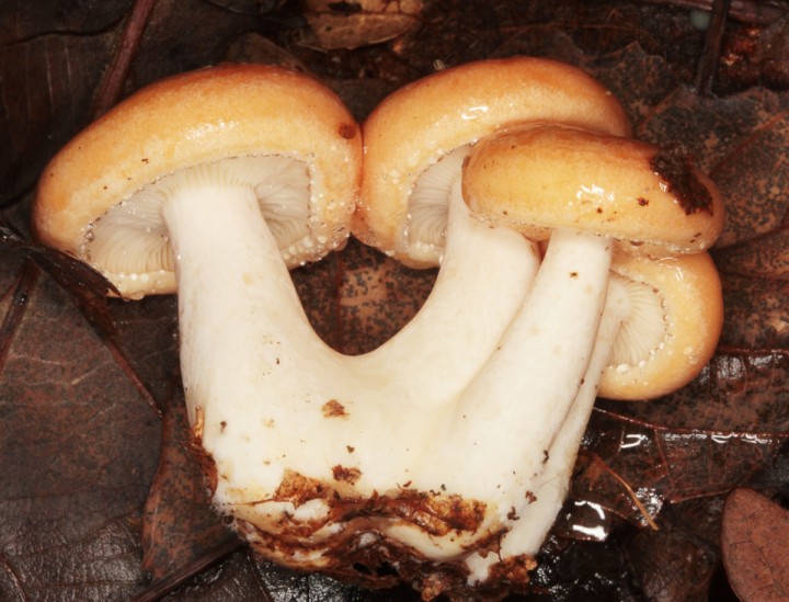 Lactarius chrysorrheus red 2.jpg