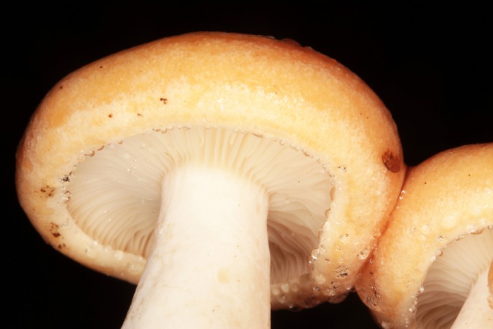 Lactarius chrysorrheus red 3.jpg