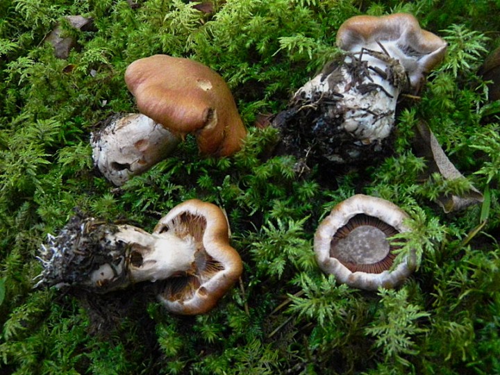 DSCN9755b.JPG
