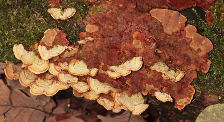Trametes red 1.jpg
