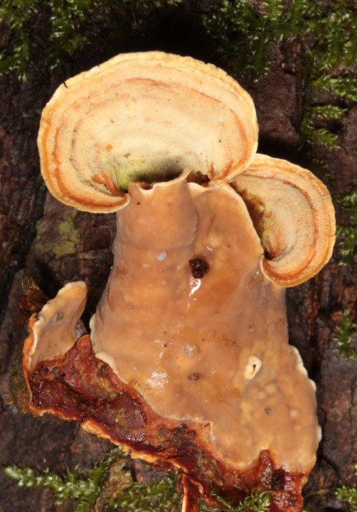 Trametes red 2.jpg