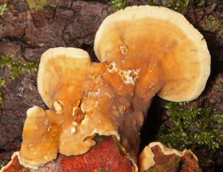 Trametes red 3.jpg