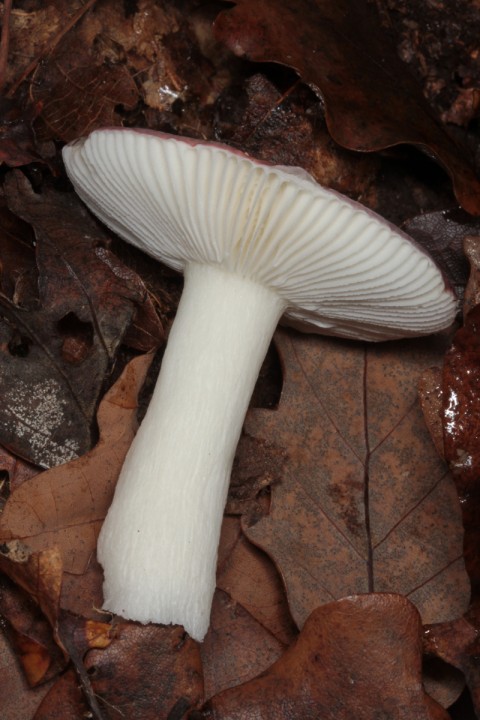 Russula sp 2 red 2.jpg