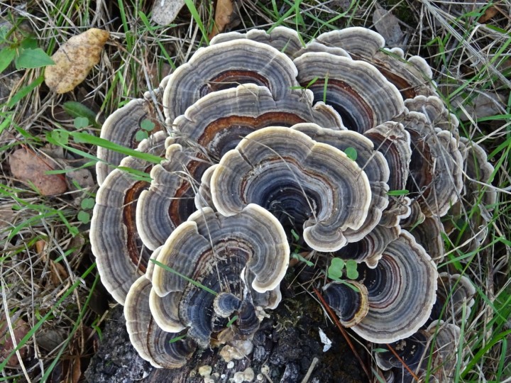 Tramete versicolor_2.jpg