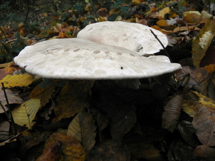 DSCN0094b.JPG