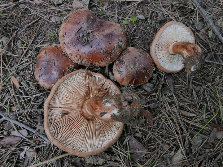 Tricholoma_batschii_Giens.jpg