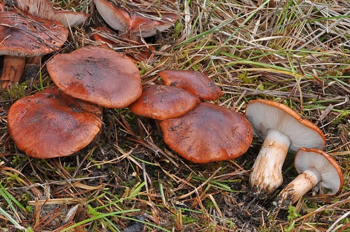 Tricholoma_fracticum_batschii_Chancy_2016.jpg