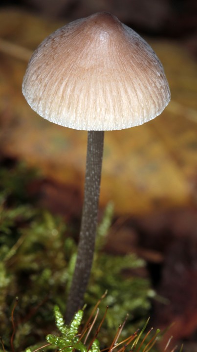 Mycena sp 3 red 1.jpg
