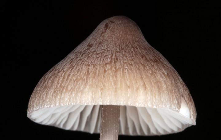 Mycena sp 3 red 2.jpg
